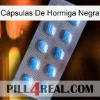 Cápsulas De Hormiga Negra viagra3